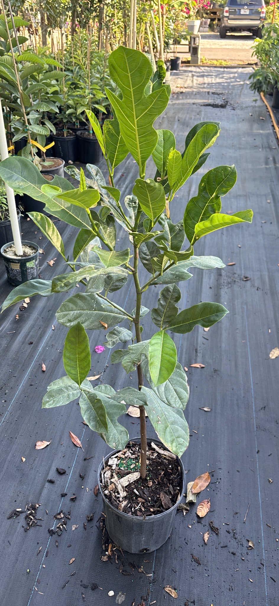 Jackfruit Tree- Cay Mit