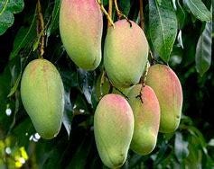 Valencia Pride Mango Tree- Xoai
