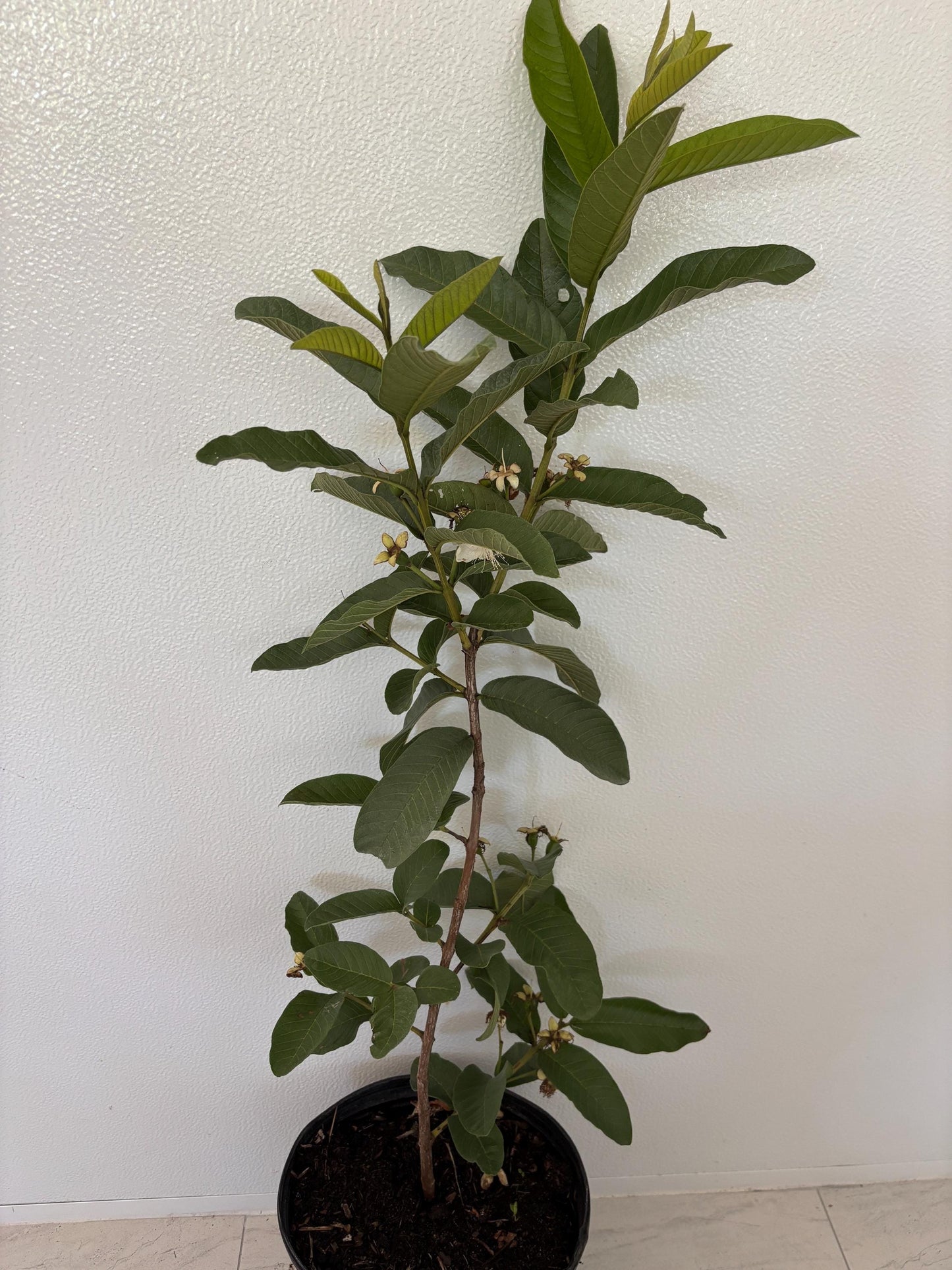 Ruby Supreme Guava Tree- Oi Do
