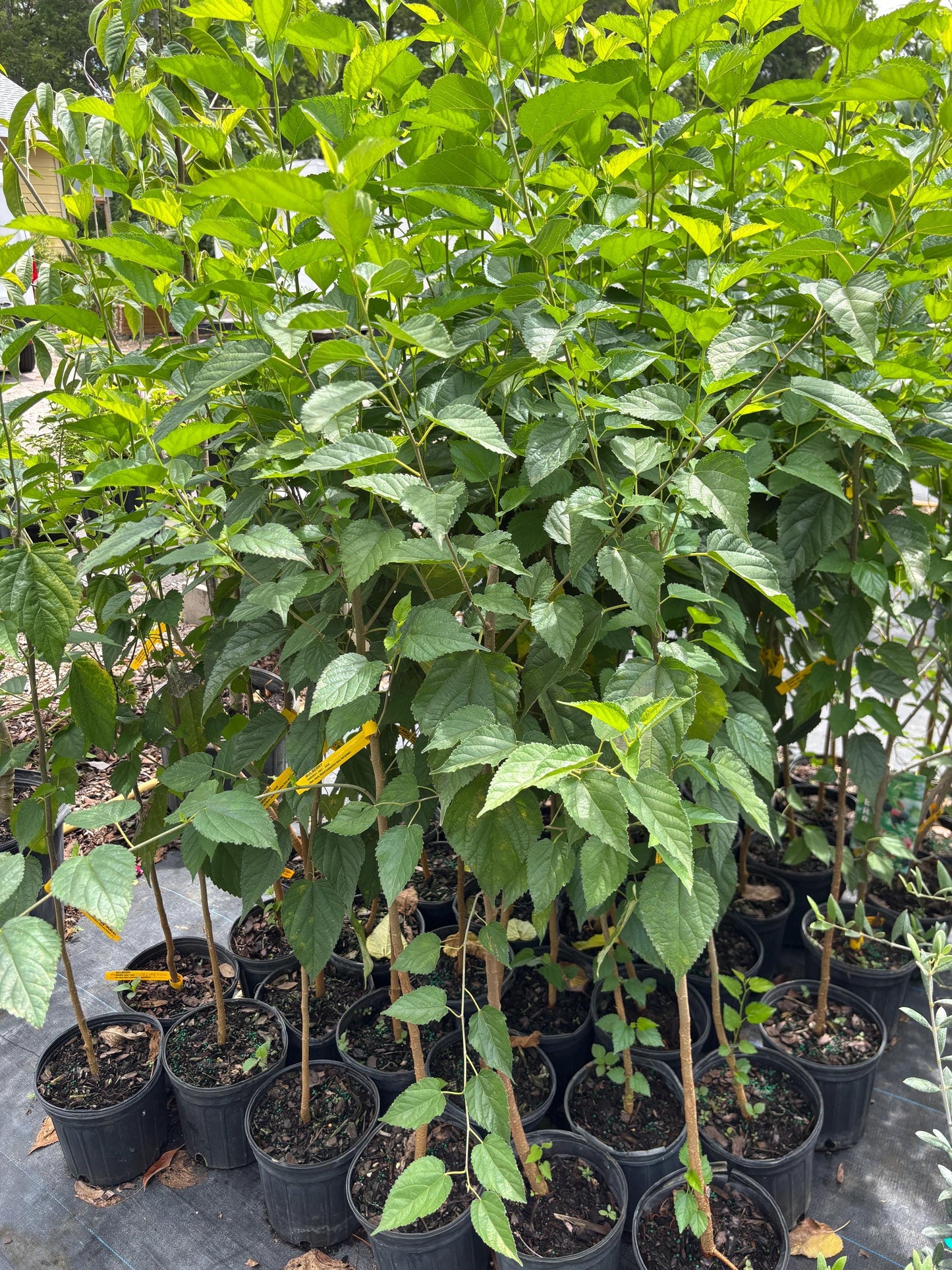 Mulberry Tree- Dau Tam