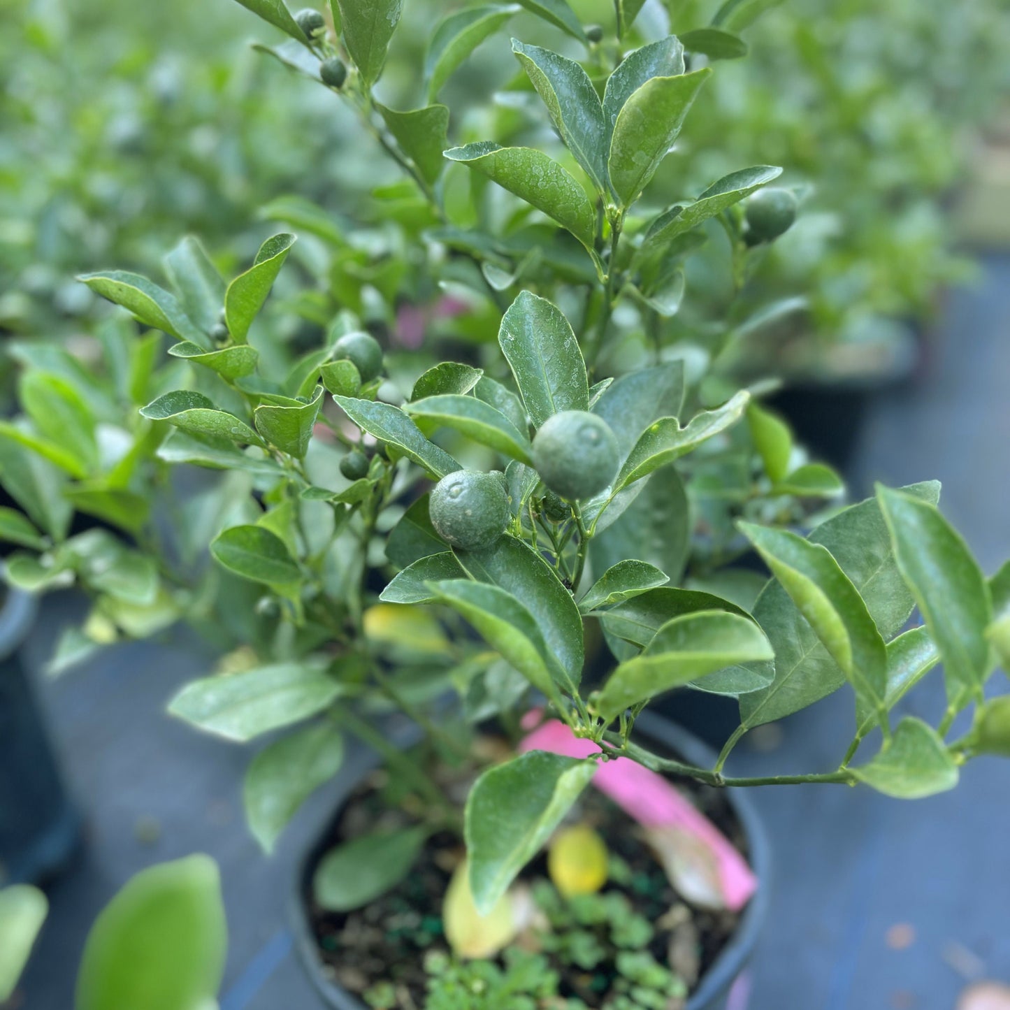 Bush Calamondin tree - Tac chua