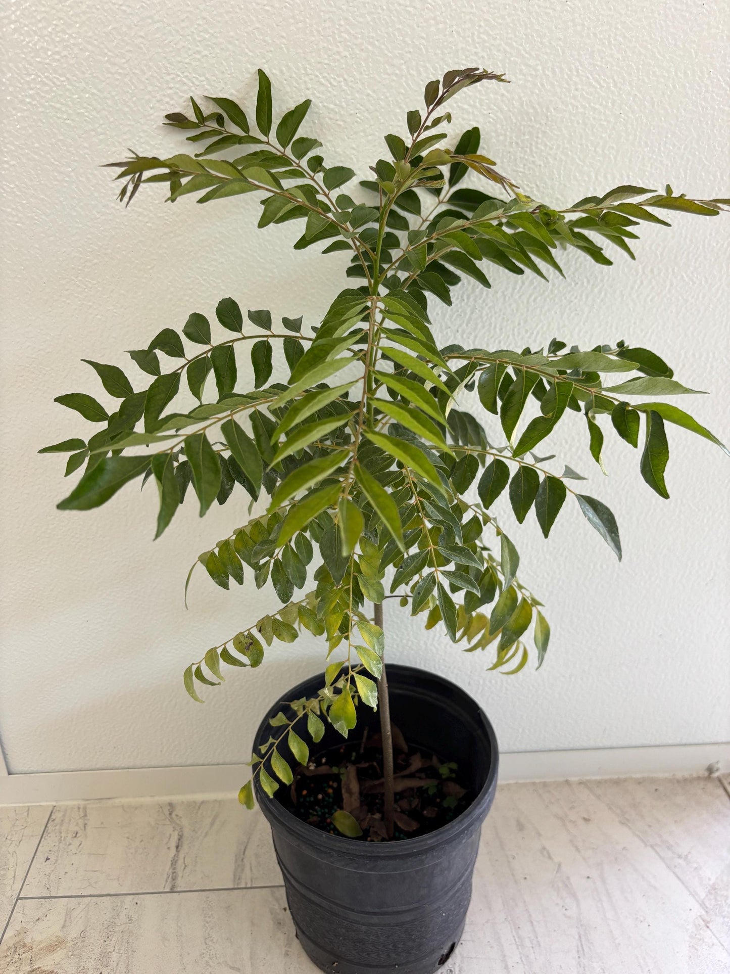 Curry Leave- Cay Ca Ri