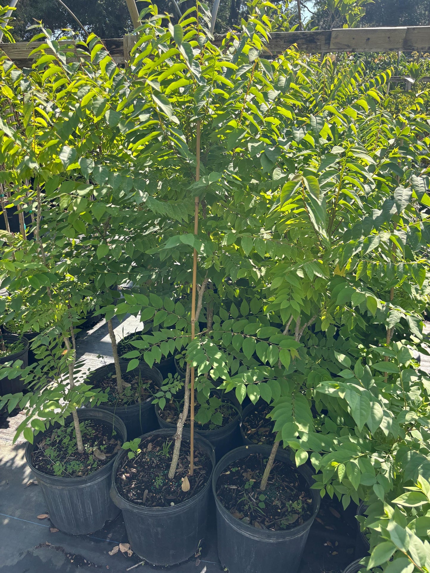 Gooseberry Tree-5 gallon- Chum Ruot