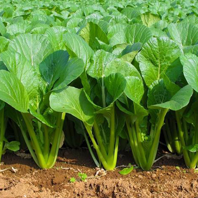 Cải ngọt-20g-sweet cabbage/ yu choy seeds