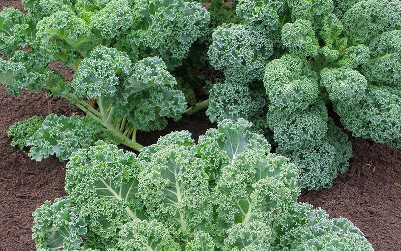 Cải xoăn-5g-kale