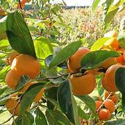 Fuyu Persimmon Tree- 5gallon- Hong Gion
