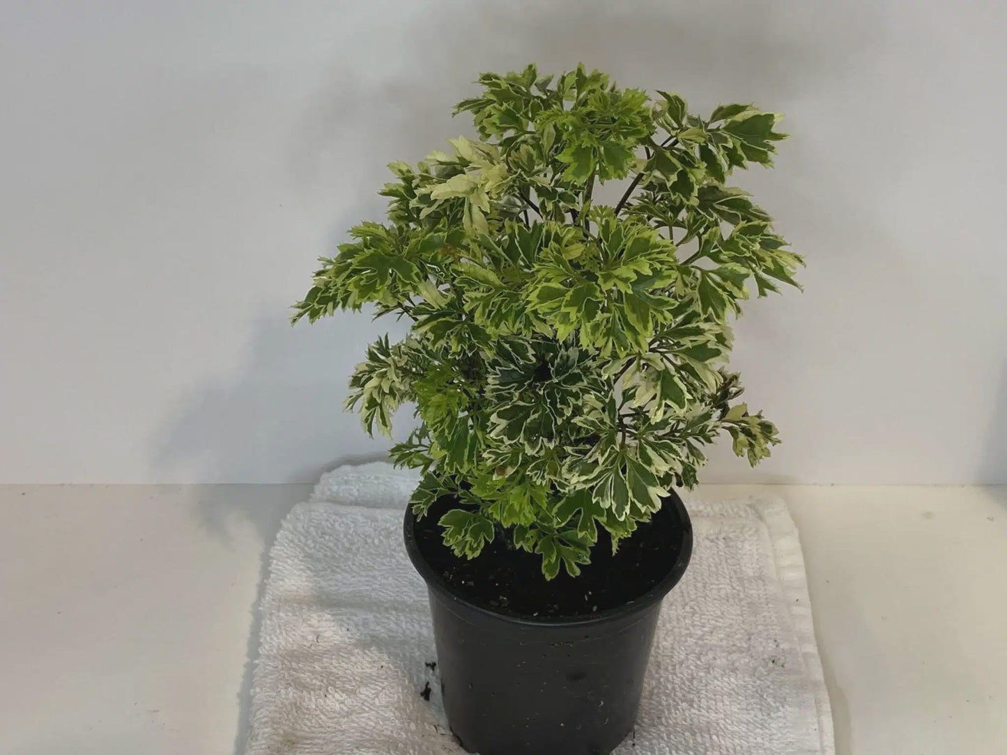 Aralia Ming- Cay Dinh Lang