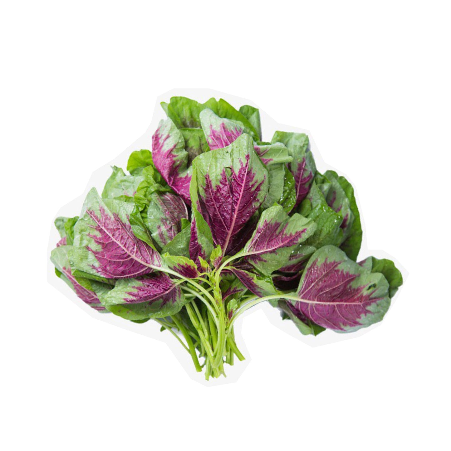 Rau dền 3 màu-20g-Tricolor Amaranth