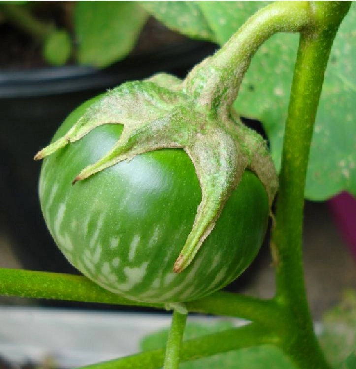 Cà dĩa da xanh-Green Thai Eggplant-0.5g