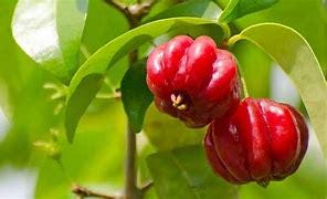 Surinam Cherry Tree - 5gallon- Sori An Do