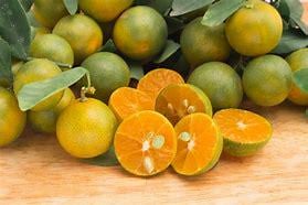 Bush Calamondin tree - Tac chua