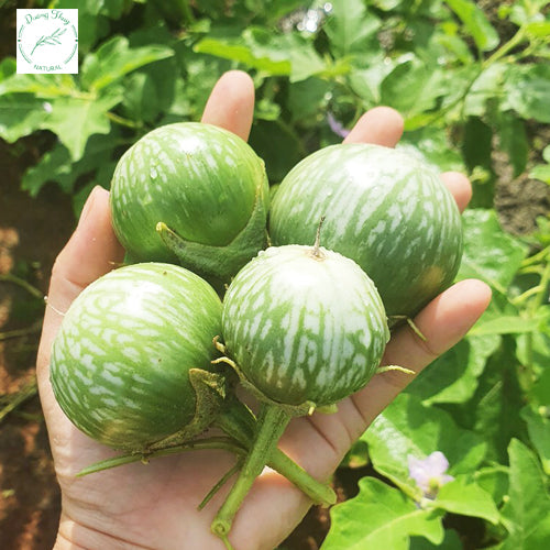 Cà dĩa da xanh-Green Thai Eggplant-0.5g