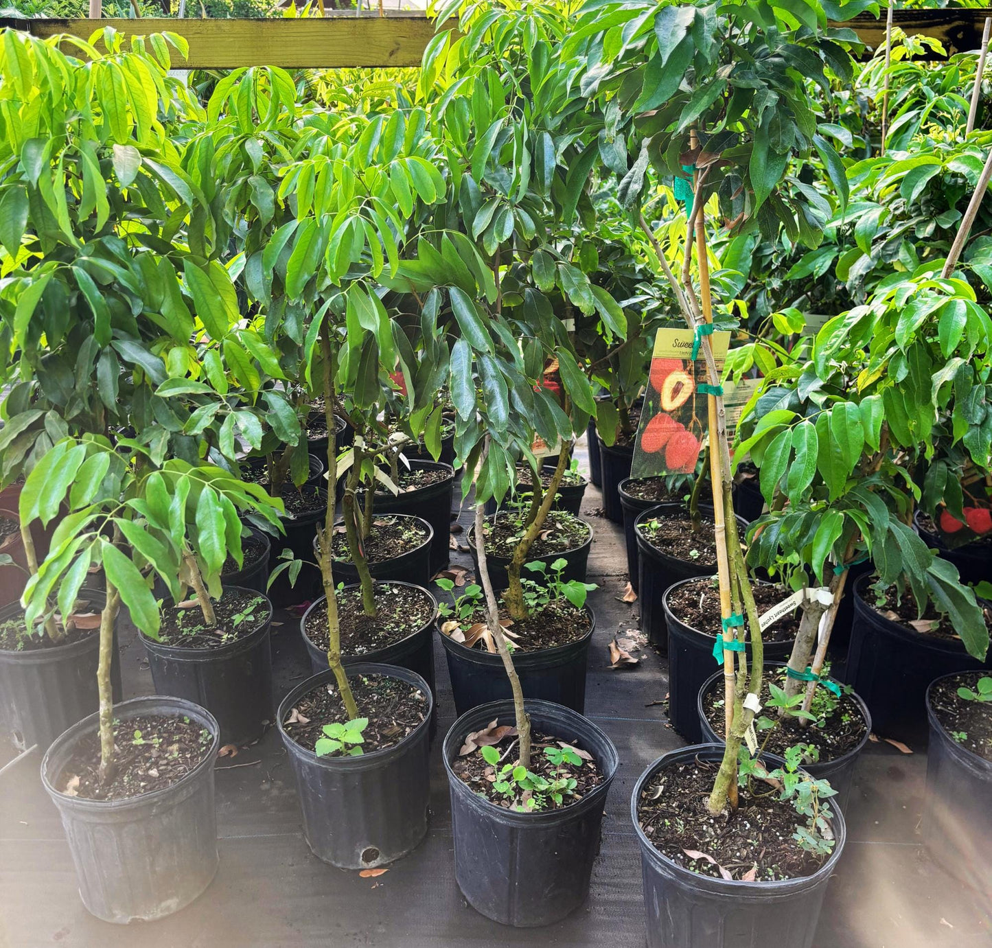 Lychee Tree -Sweetheart- Cay Vai