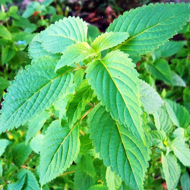 Rau kinh giới-1g-Vietnamese Balm