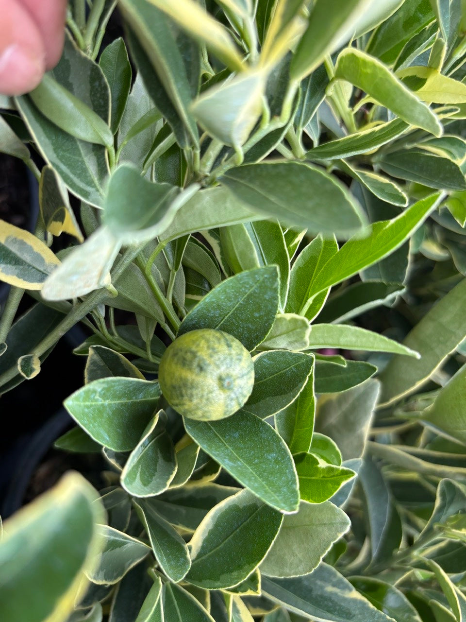 Centennial Variegated Kumquat Bush-Tac Cam Thach