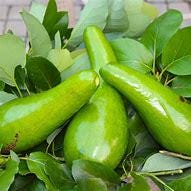 Russell Avocado Tree- Bo Co Dai