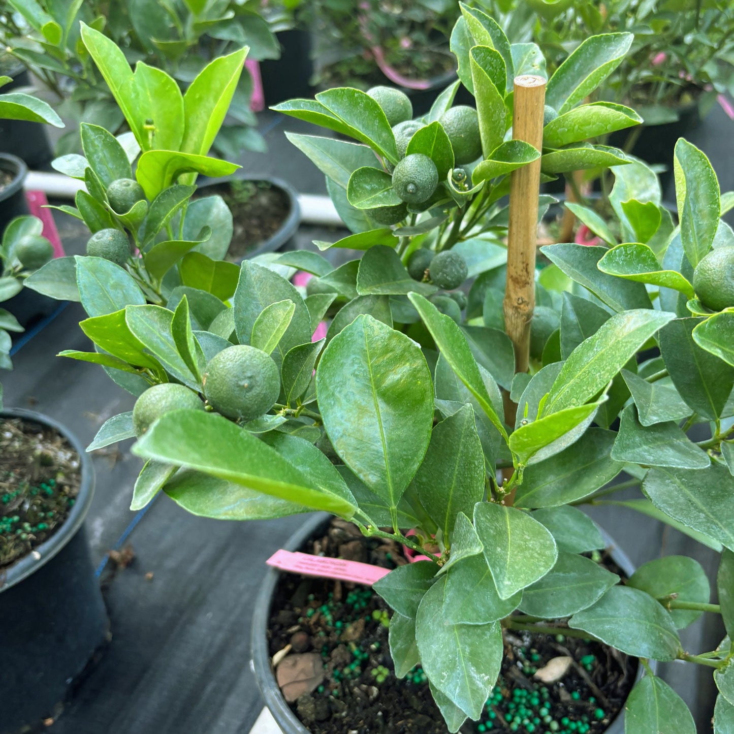 Bush Calamondin tree - Tac chua