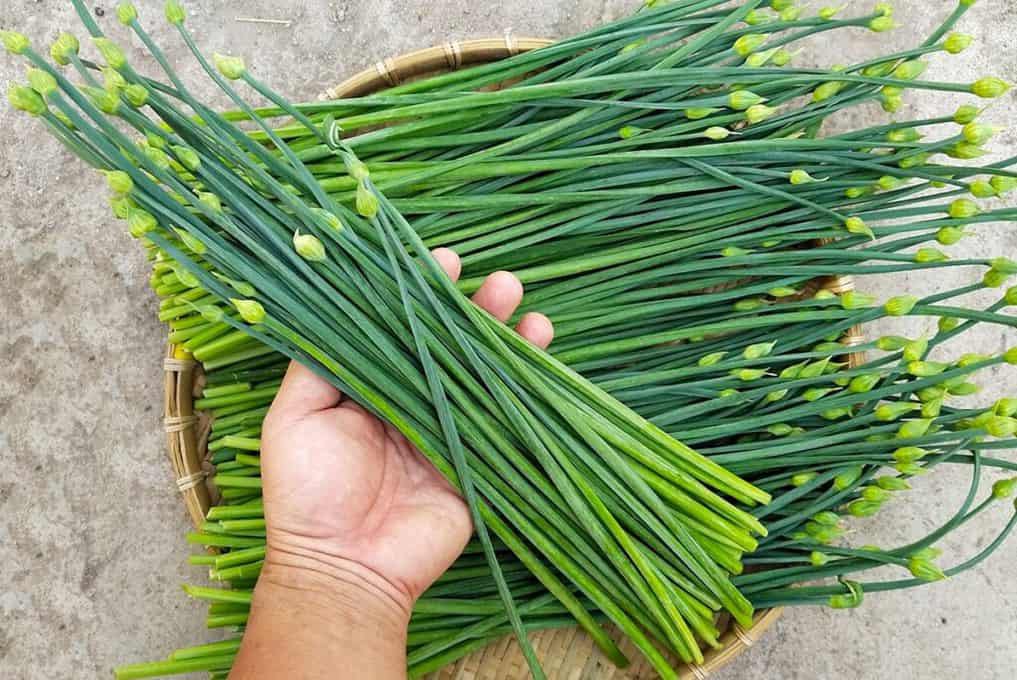 Hẹ-1g-Garlic Chives