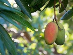 Valencia Pride Mango Tree- Xoai