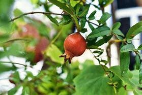 Pomegranate Tree- Luu