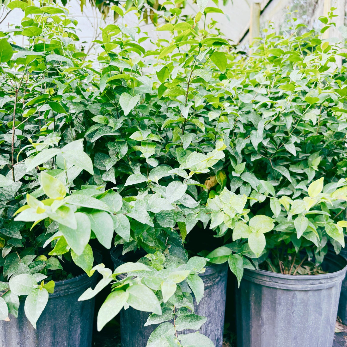 Surinam Cherry Tree - 5gallon- Sori An Do