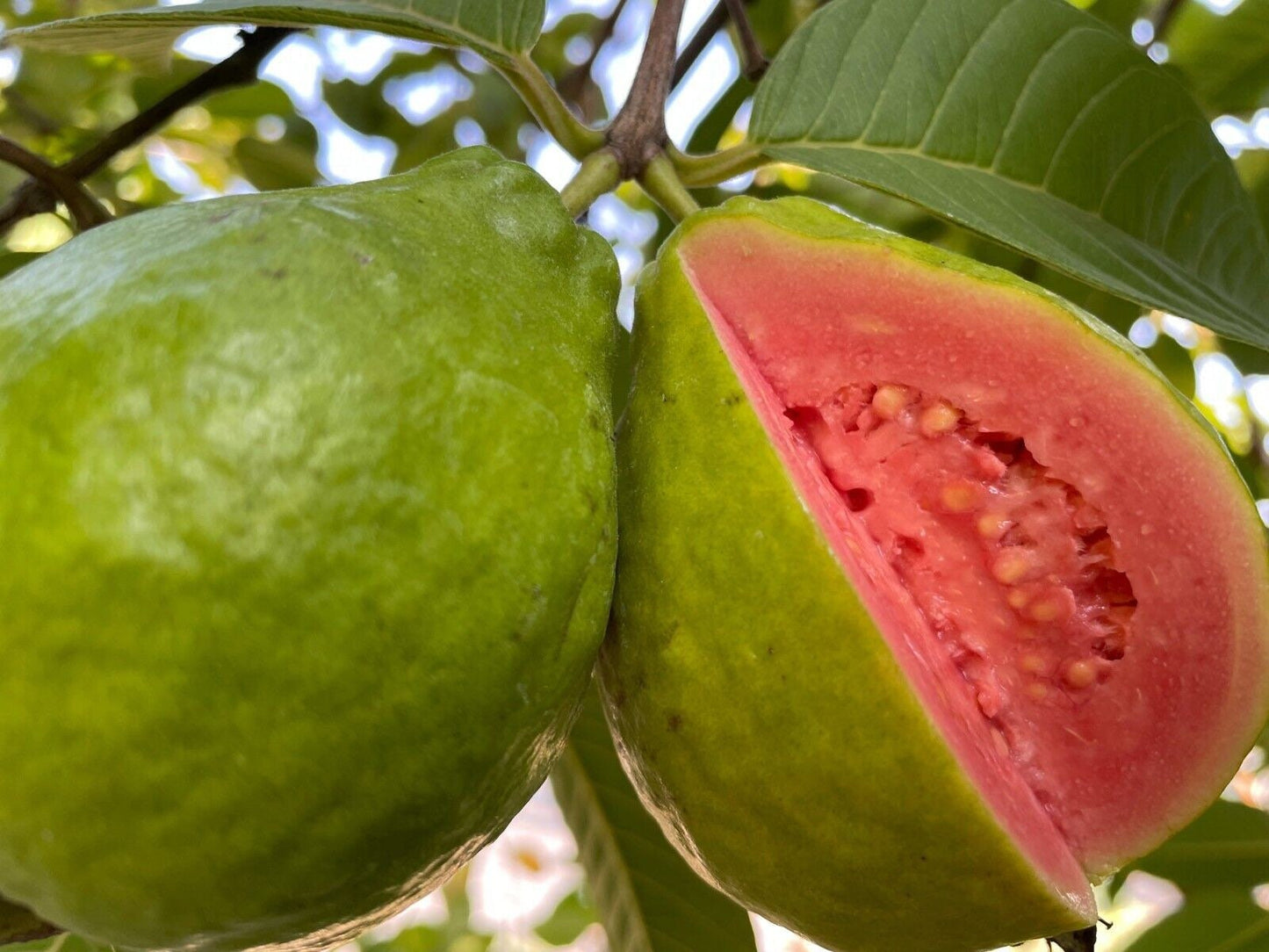 Ruby Supreme Guava Tree 5 Gal- 5 Feet - Free Shipping | High-Yield Fruit Tree for Home Gardens
