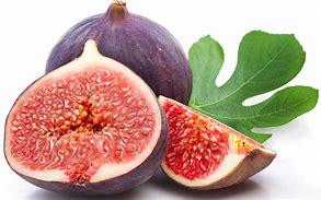 Fig Tree