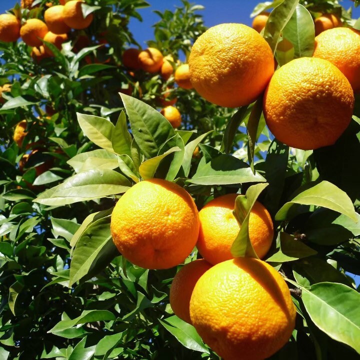 King Orange Tree- Cam Sanh