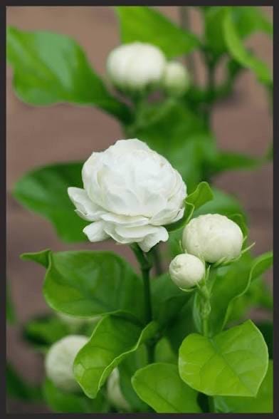 Duke Jasmine Flower Plant- Hoa Lai Kep