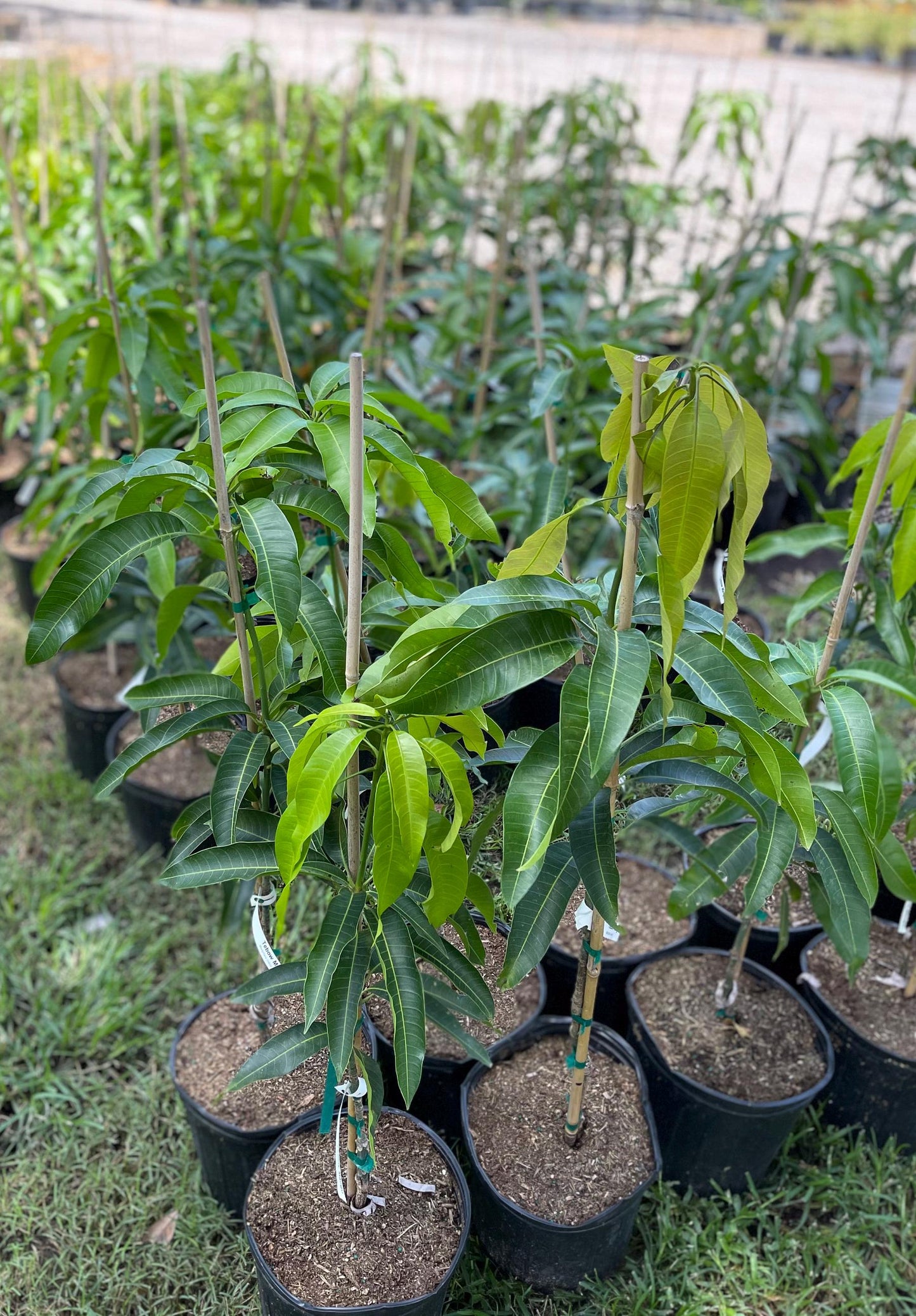 Valencia Pride Mango Tree- Xoai