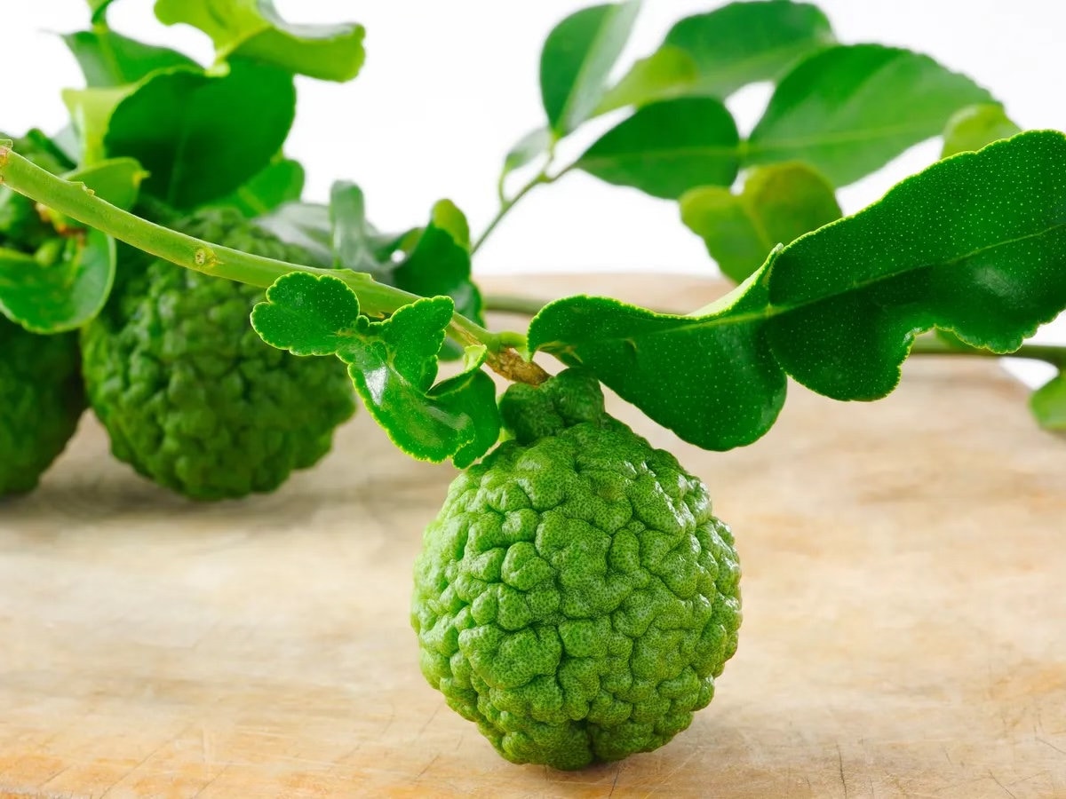 Kaffir Lime Tree- Chanh Thai