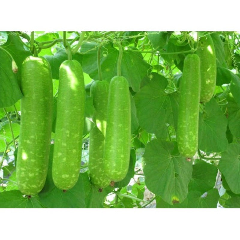 Bầu lai f1-10 hạt-F1 Hybrid Calabash Gourd