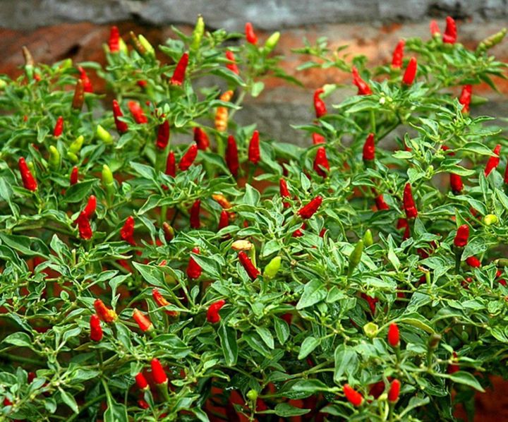 Ớt xiêm rừng-0.2g-Bird’s eye chili