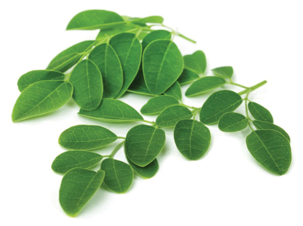 Rau chùm ngây-10 hạt-Moringa