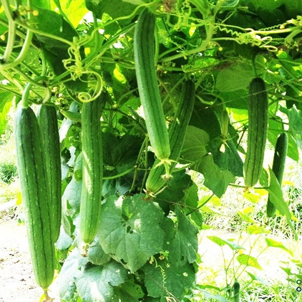Mướp hương lai f1-1g-Fragrant Sponge Gourd