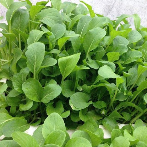 Cải xanh ăn non-20g-Baby Mustard Greens seeds