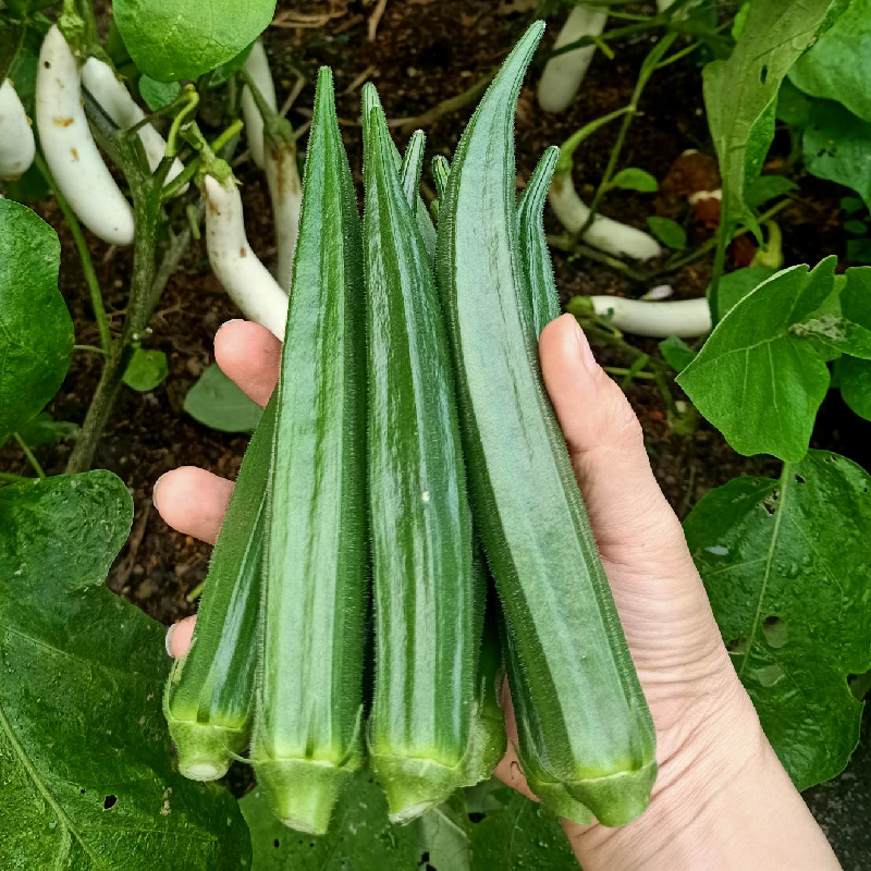 Đậu bắp xanh lai f1-5g-Green okra