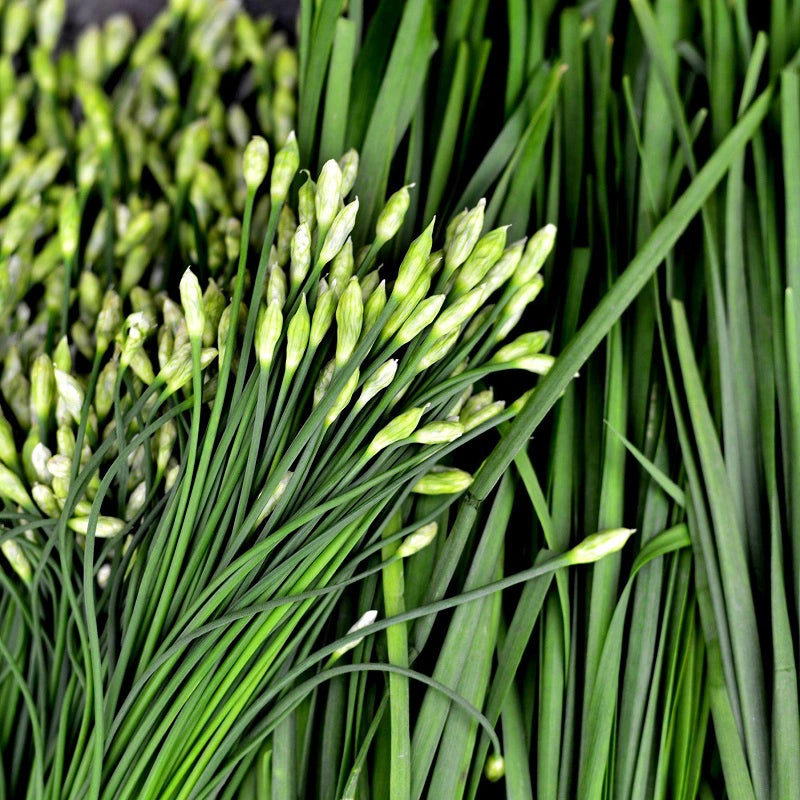 Hẹ ăn bông-1g-Flowering Garlic Chives