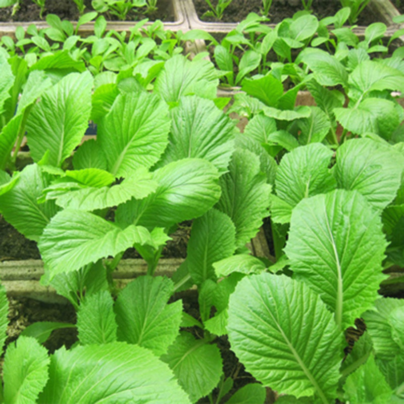 Cải bẹ xanh mỡ- 20g- Green Mustard seeds