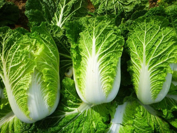 Cải thảo lai f1-0.5g-Napa Cabbage