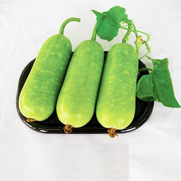 Bầu sao trái ngắn lai f1-10 hạt-Short Star Bottle Gourd