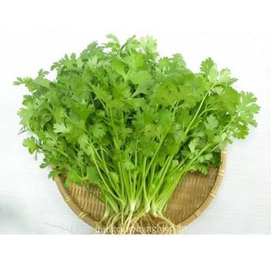 Ngò hạt nhỏ-20g-Small-Seeded Coriander