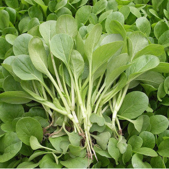 Cải ngọt bông ăn non-20g-Baby Choy Sum
