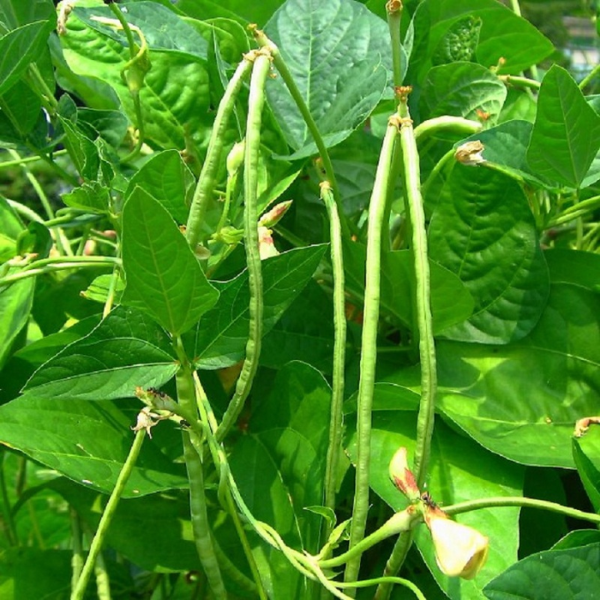 Đậu đũa hạt trắng-10g-White-seeded yardlong bean