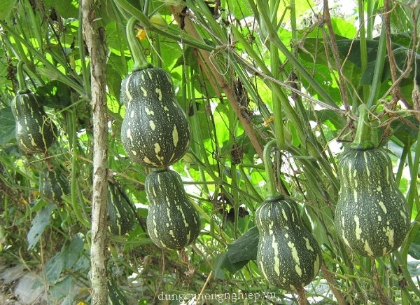 Bí đậu ăn non KATORA-1g- Baby Squash/ Pumpkin seeds