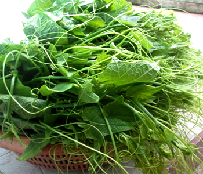 Mướp hương siêu đọt-t-Loofah Gourd tips Seeds-5g
