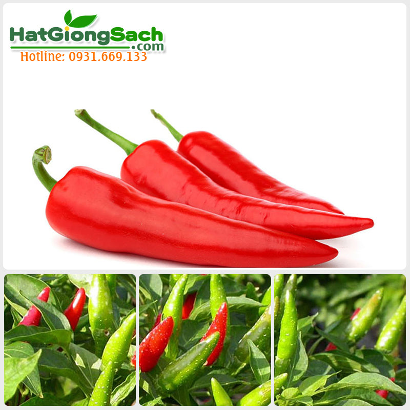 Ớt sừng-0.2g-Chili pepper