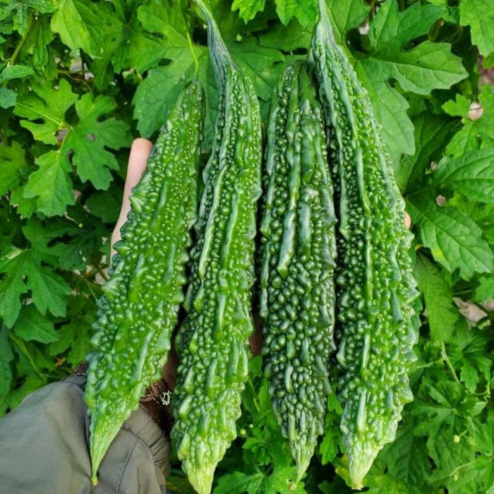Khổ qua xanh-Green Bitter Melon seeds-2g