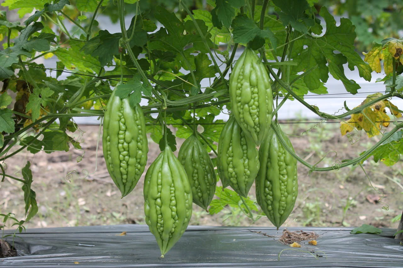 Khổ qua xanh-Green Bitter Melon seeds-2g
