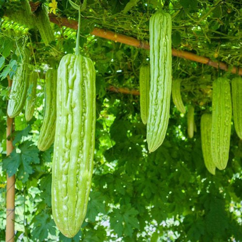 Khổ qua mỡ trái dài-Long Smooth Bitter Gourd seeds-2g